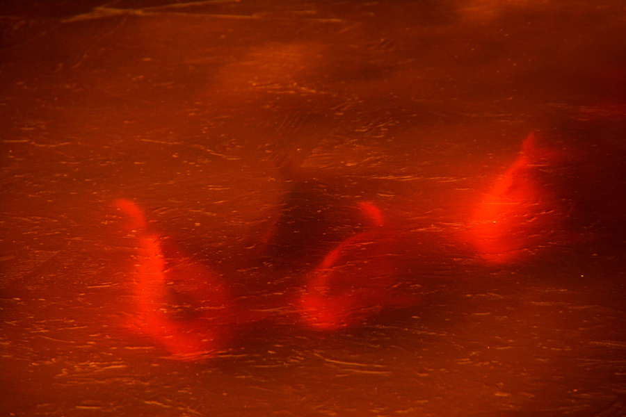 冰下鱼-《大众摄影》浙江俱乐部(3星)