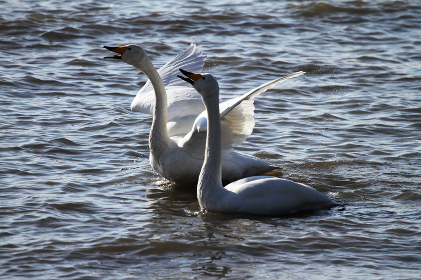 《引吭高歌》 杨建清 18947228118-《大众摄影