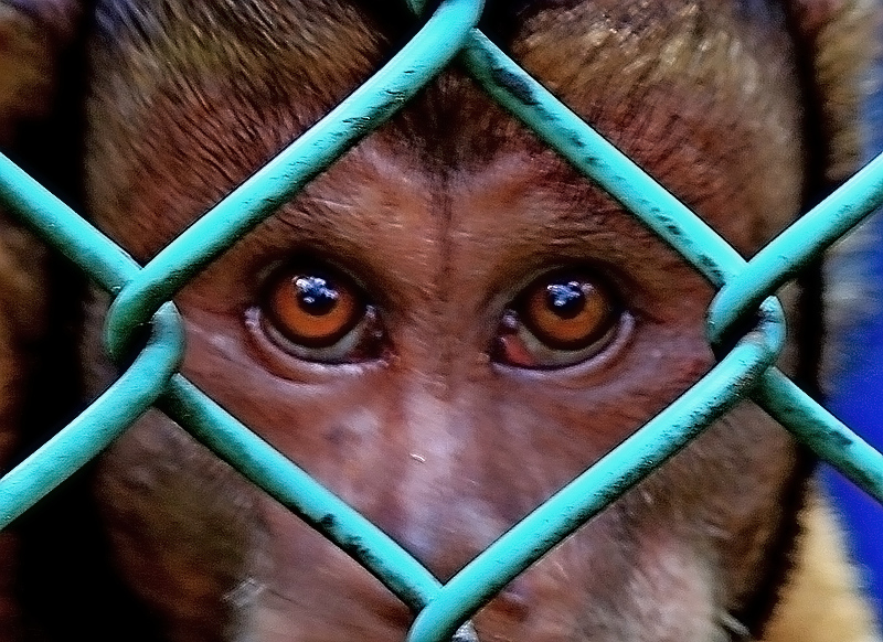 我要自由-《大众摄影》广东俱乐部(2星)