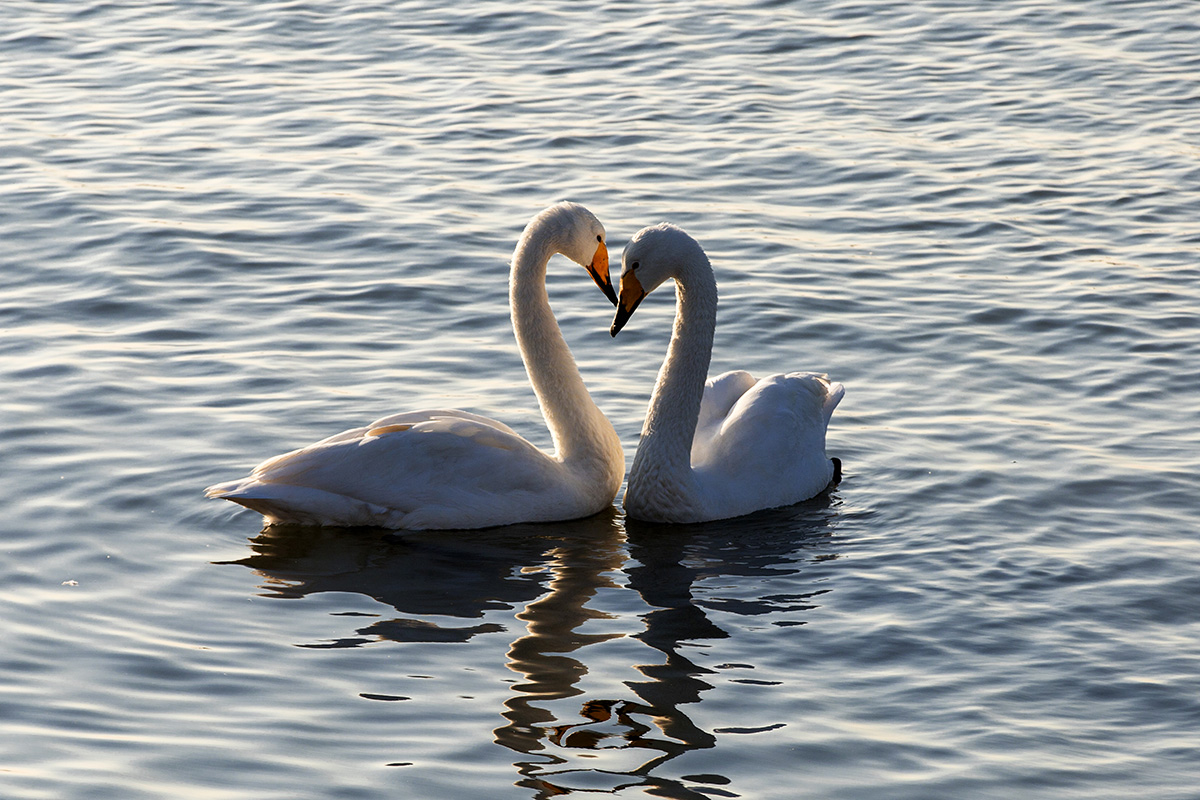悄悄话-《大众摄影》青岛俱乐部(1星)