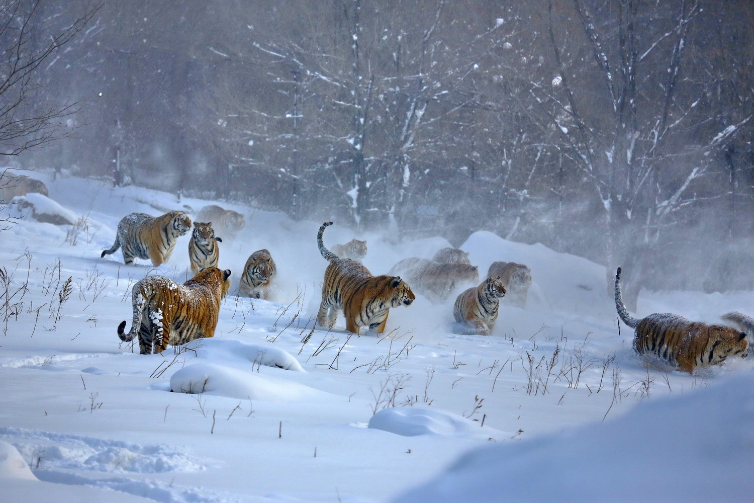 猛虎下山-《大众摄影》浙江俱乐部(3星)