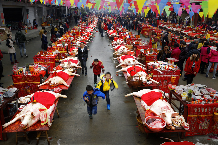 赛大猪-《大众摄影》福建俱乐部(3星)