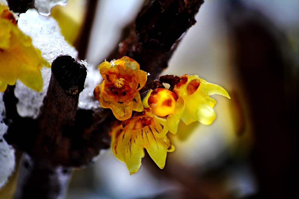 梅花欢喜漫天雪-《大众摄影》江苏俱乐部(3星