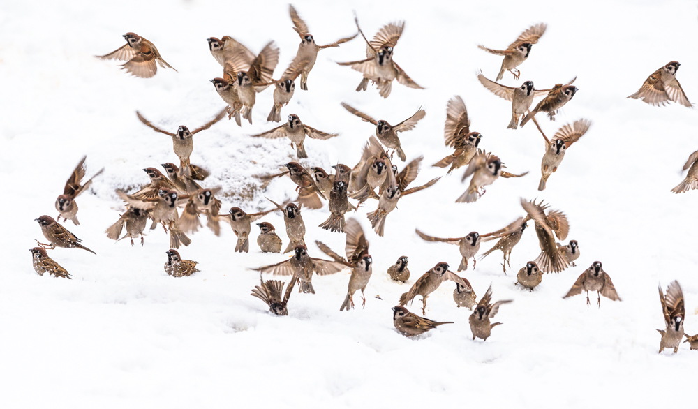 欢呼雀跃之三-《大众摄影》辽宁俱乐部(1星)