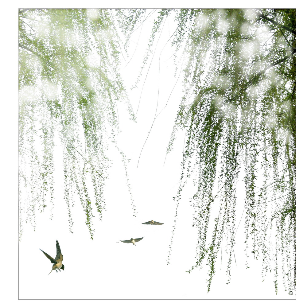 柳絮飞时满城春-《大众摄影》浙江俱乐部(3星