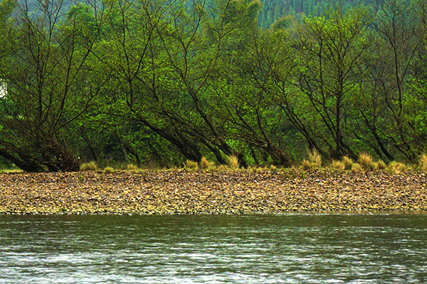 春风又绿江南岸-《大众摄影》俱乐部团体会员