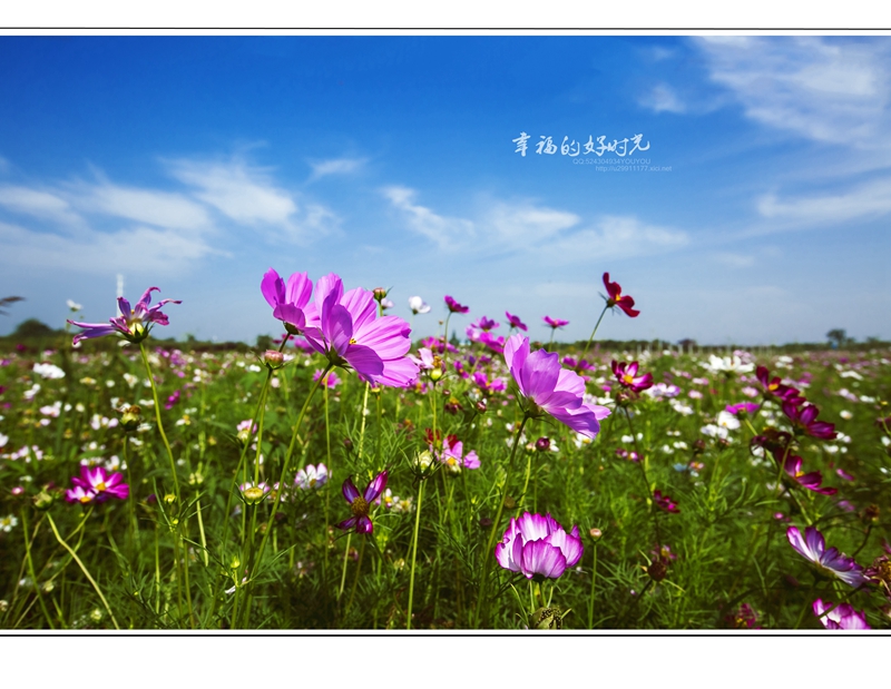 格桑花语--幸福好时光-《大众摄影》俱乐部团体