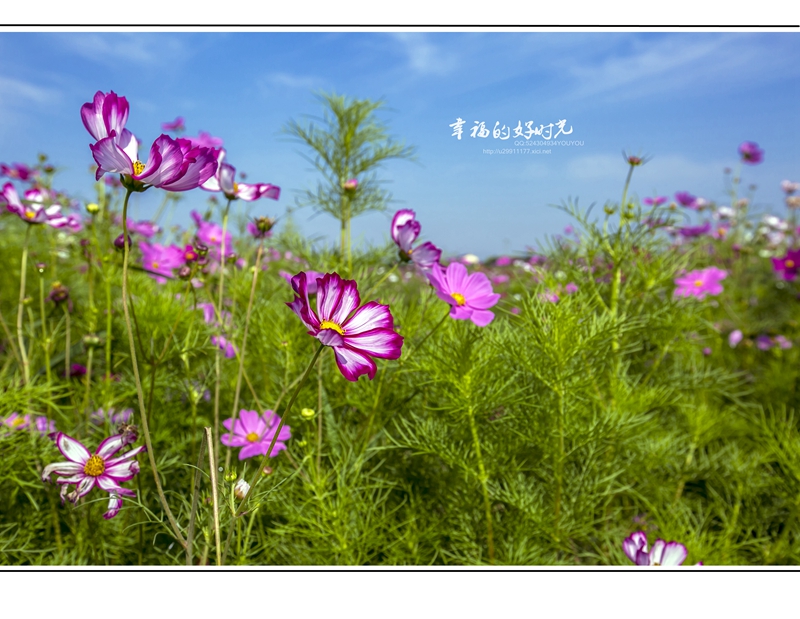 格桑花语--幸福好时光-《大众摄影》俱乐部团体