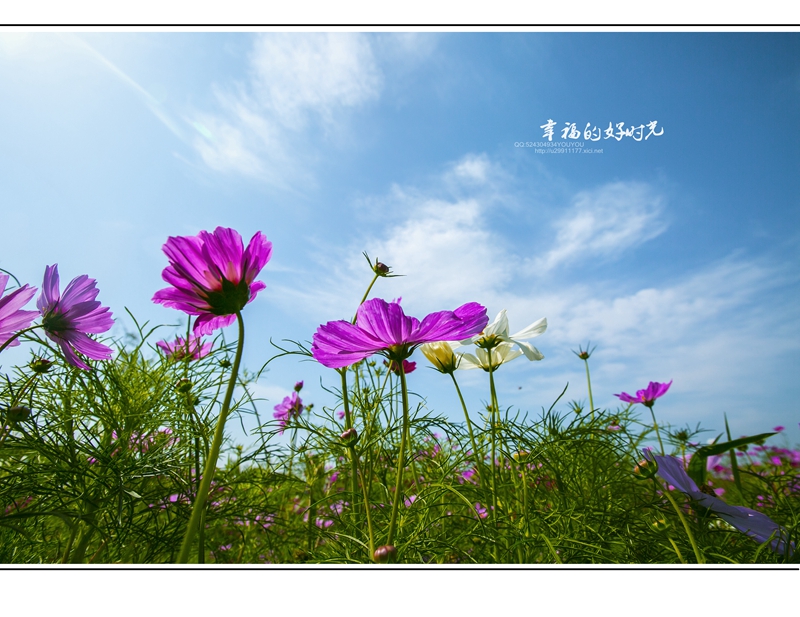 格桑花语--幸福好时光-《大众摄影》俱乐部团体