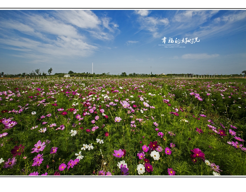 格桑花语--幸福好时光-《大众摄影》俱乐部团体