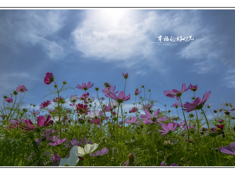 格桑花语--幸福好时光-《大众摄影》俱乐部团体