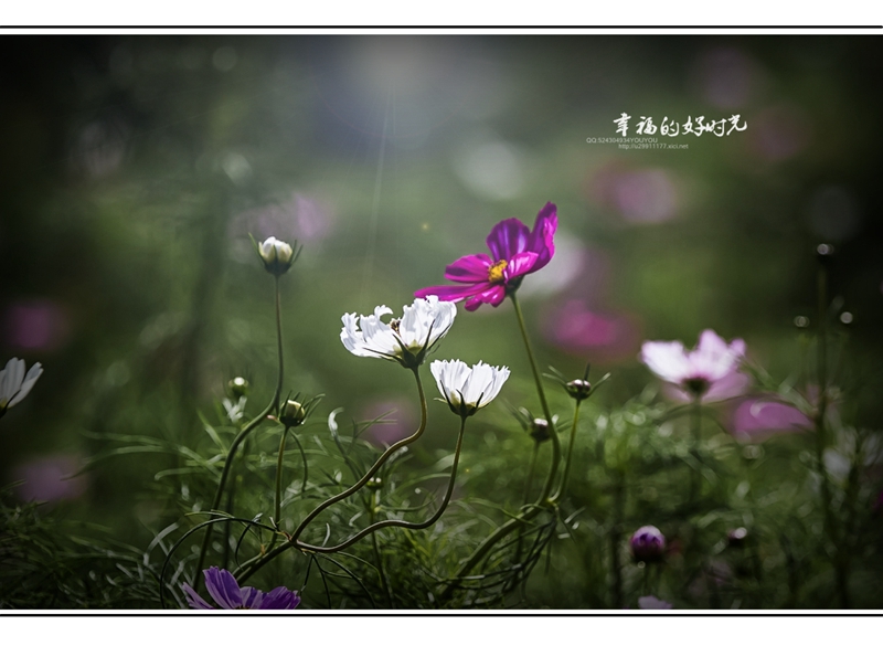 格桑花语--幸福好时光-《大众摄影》俱乐部团体