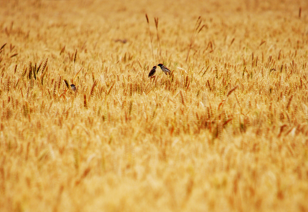 麦子熟了-《大众摄影》俱乐部团体会员--山东论