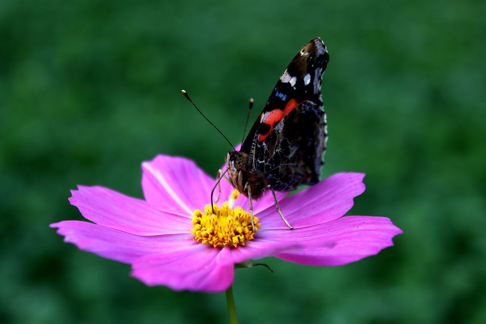 熏风袅袅花心醉-《大众摄影》俱乐部团体会员