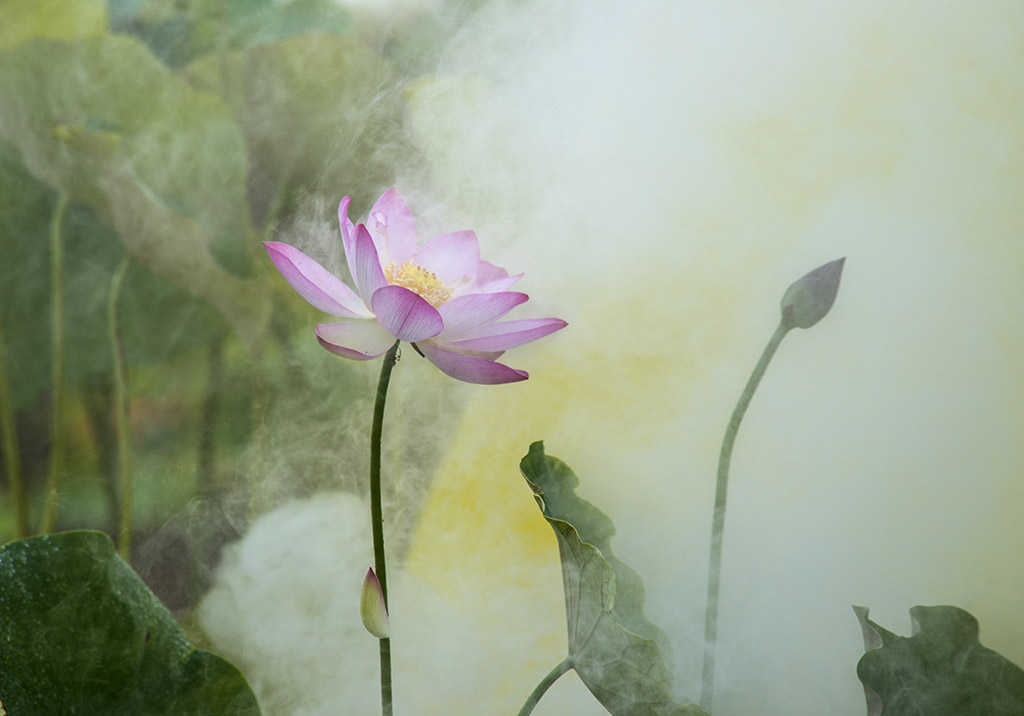 雾里看花-《大众摄影》俱乐部团体会员--河南论