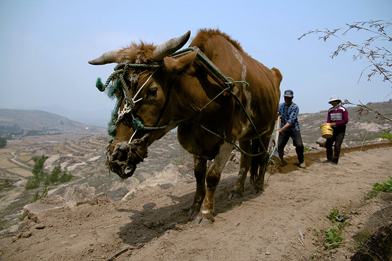 春耕第一犁-《大众摄影》俱乐部团体会员--山东