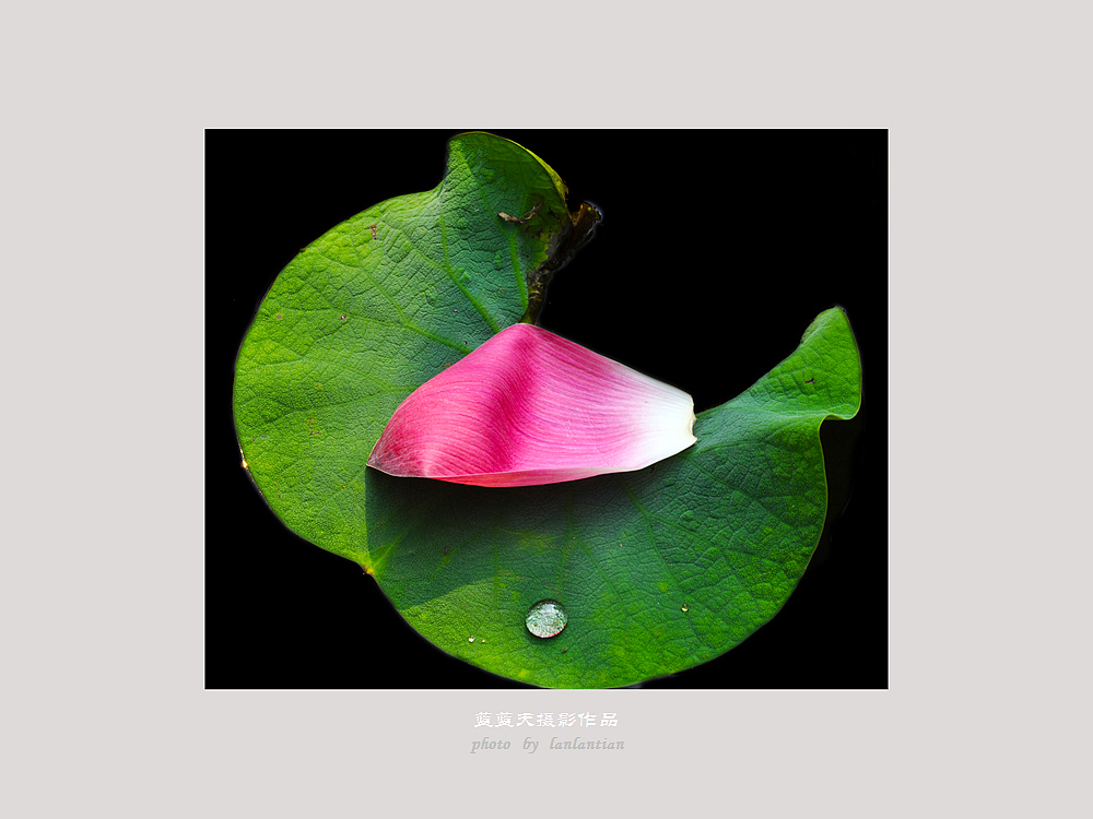 心香一瓣-《大众摄影》俱乐部团体会员--安徽论