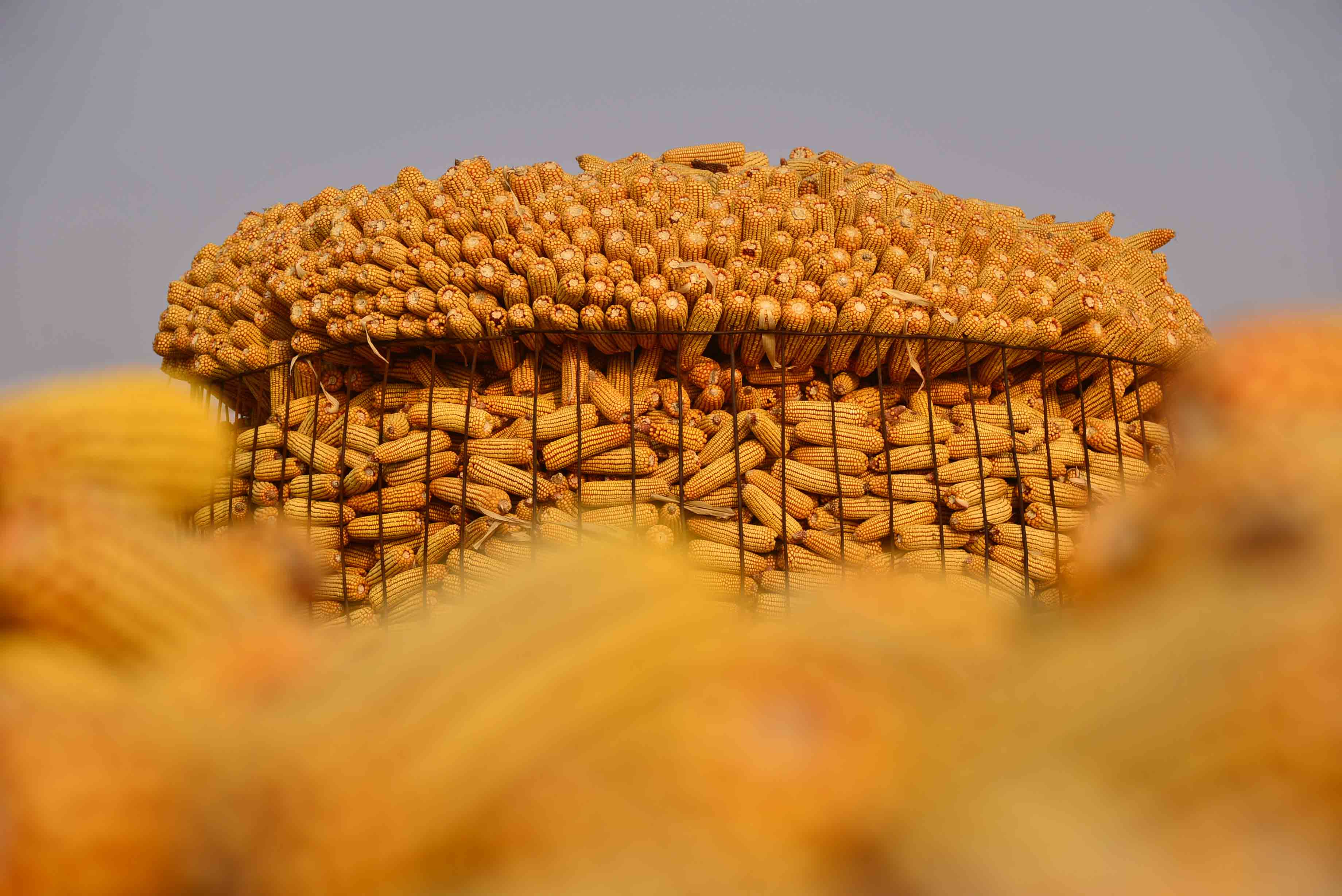 《谷满仓》-《大众摄影》俱乐部团体会员--湖北