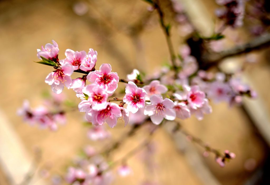 明星村的桃花开了!