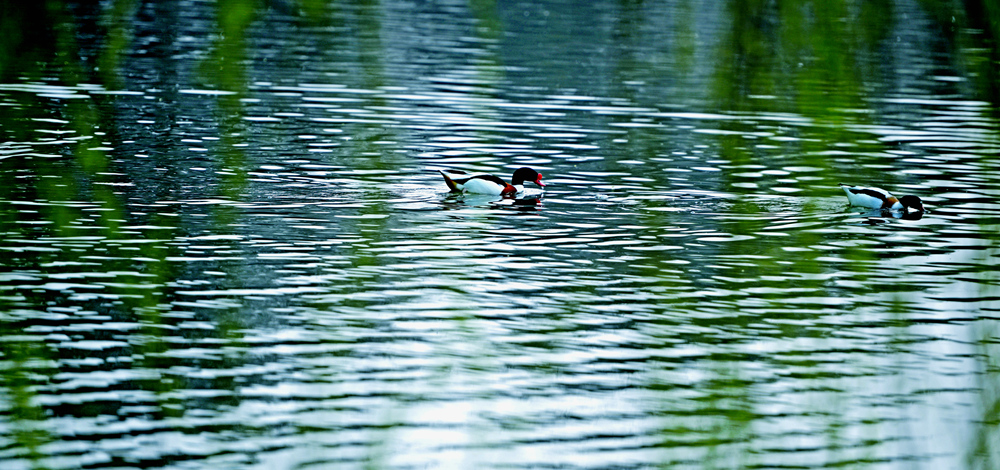 春江水暖鸭先知-《大众摄影》俱乐部团体会员