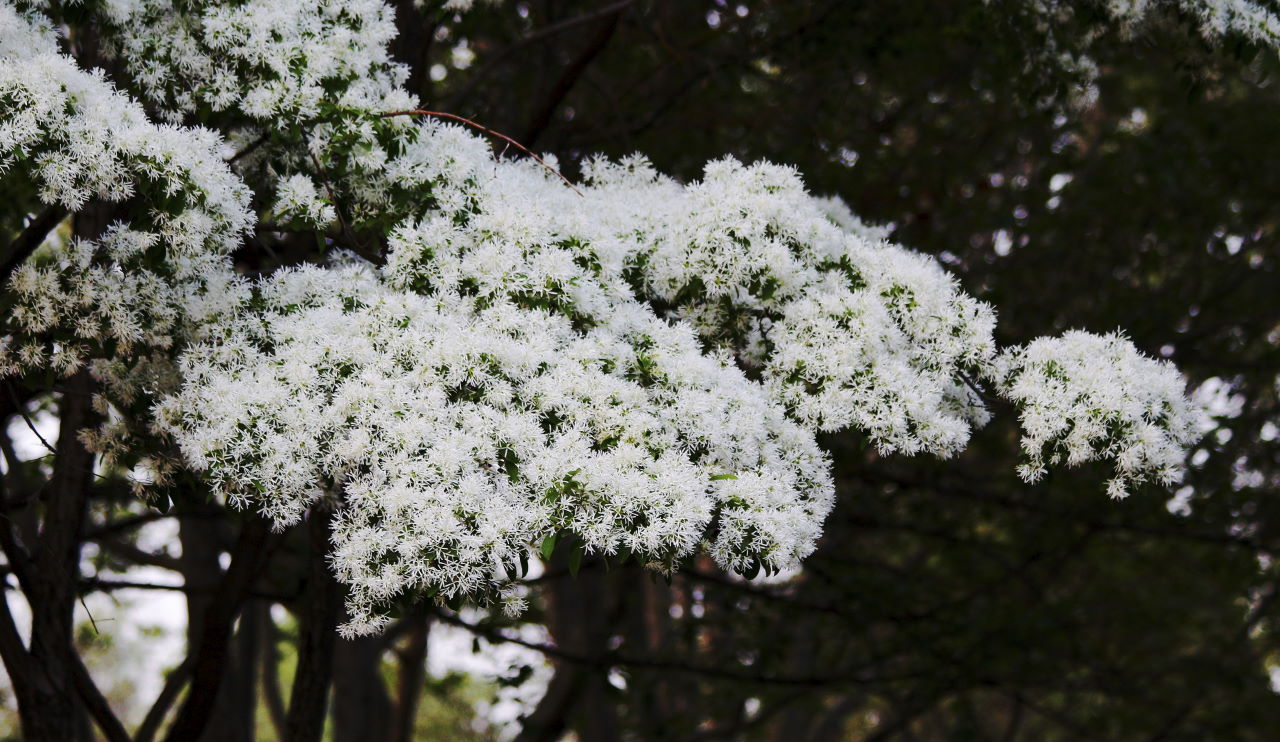 范公亭公园流苏花盛开-《大众摄影》俱乐部团