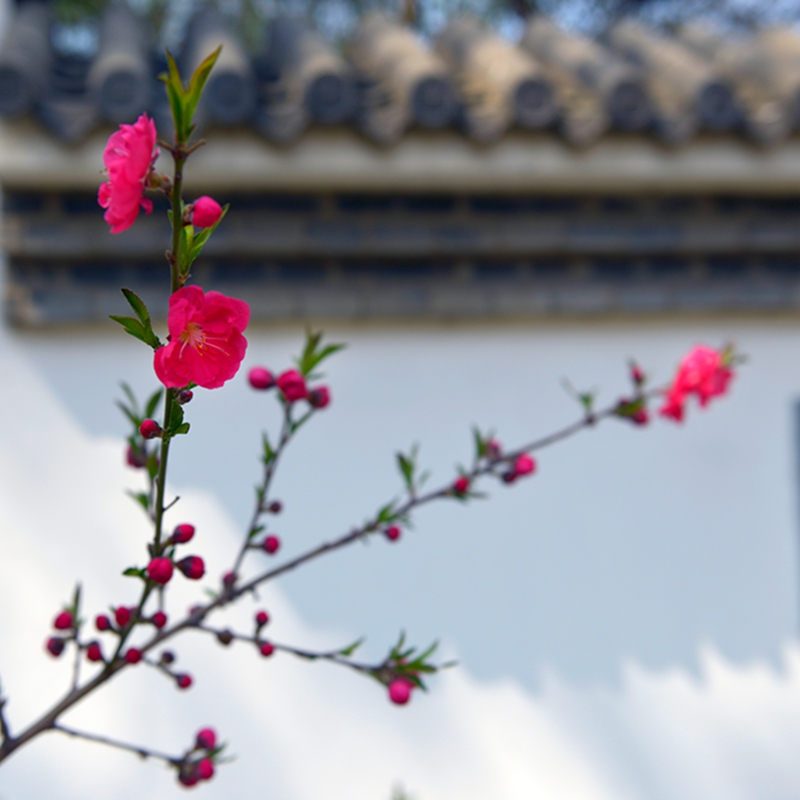 《聊赠一枝春》