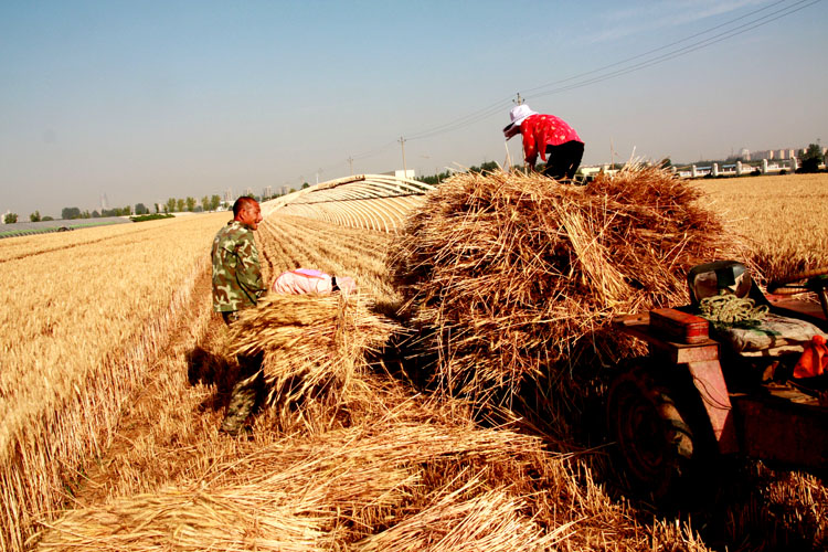 农民伯伯收小麦-《大众摄影》俱乐部团体会员