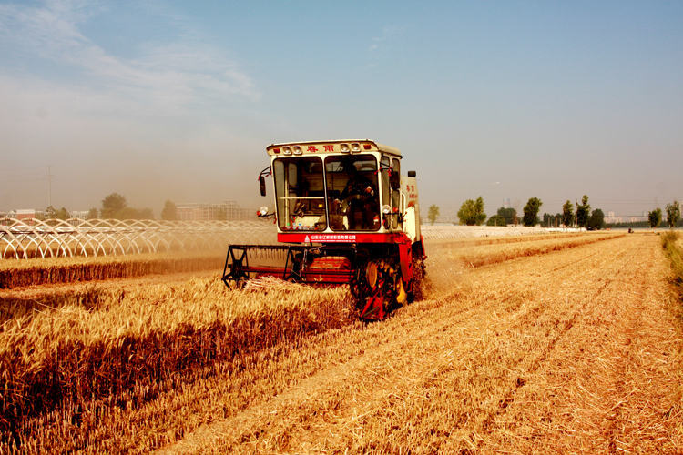农民伯伯收小麦-《大众摄影》俱乐部团体会员