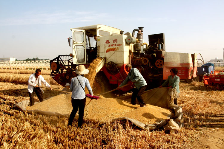 农民伯伯收小麦-《大众摄影》俱乐部团体会员