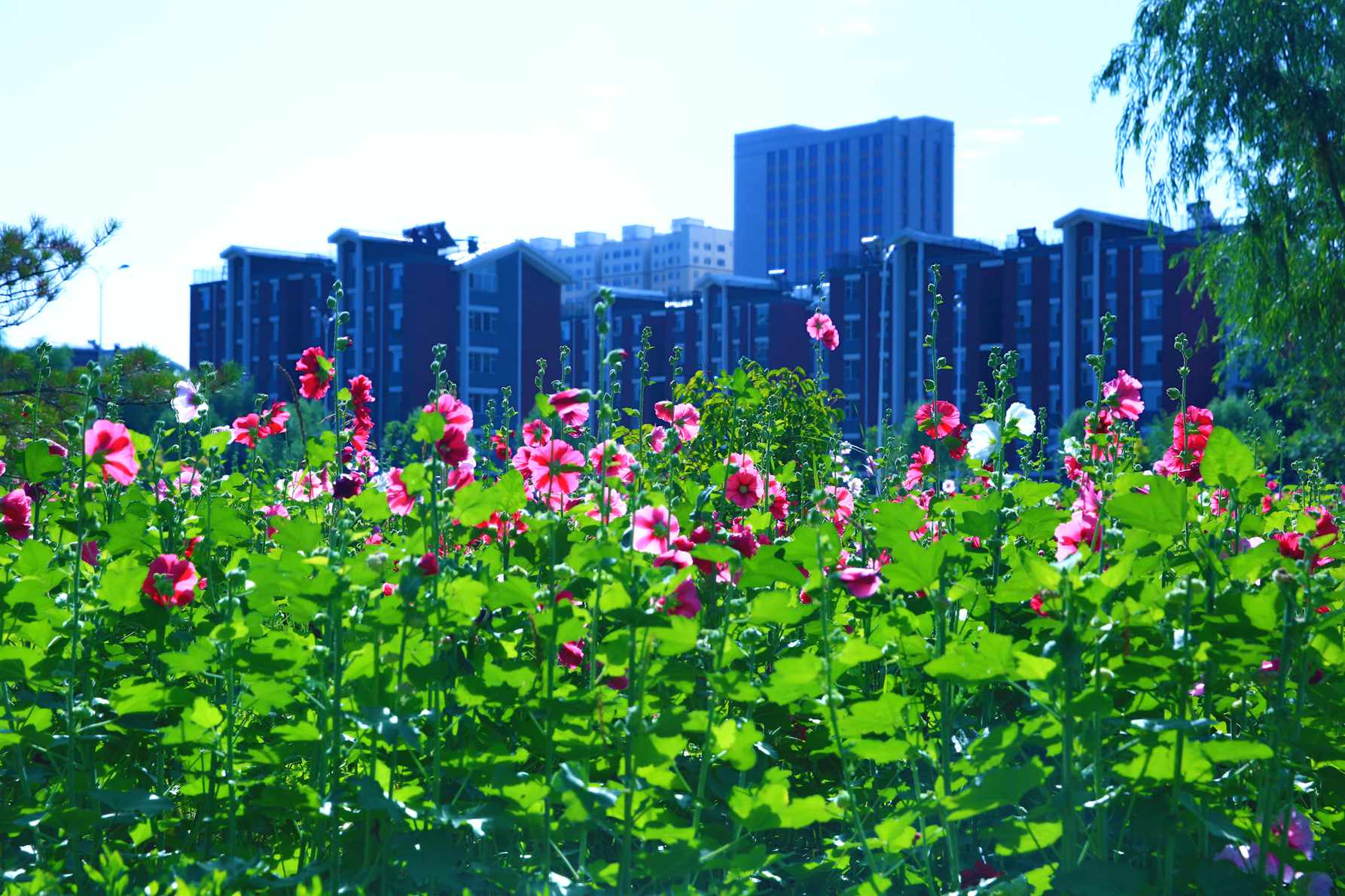 巴彦淖尔市婚纱摄影_婚纱摄影(3)