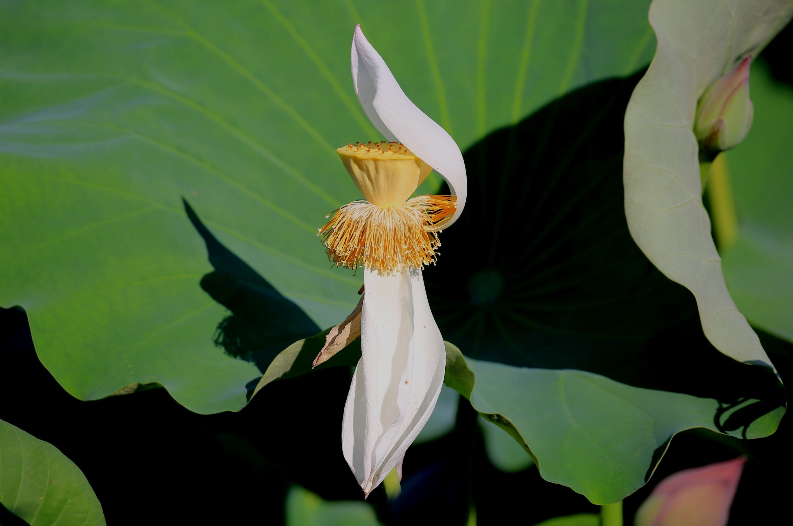 20160722绿梦 026_conew3.jpg