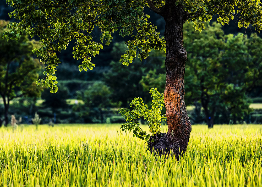 树红树碧高低影