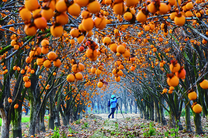 黄橙橙的柿子树上挂-“摄影小镇--金峰”“视界金峰杯”乡土中国全国摄影大展投稿区-大众摄影网 -