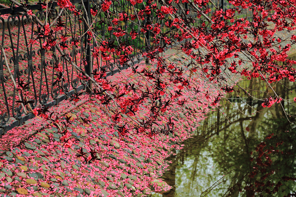 林花谢了春红太匆匆-《大众摄影》俱乐部团体
