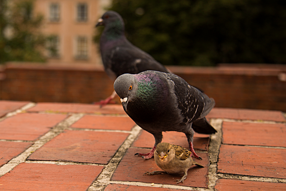 江西俱乐部大众摄影第6期参赛作品《棋乐融