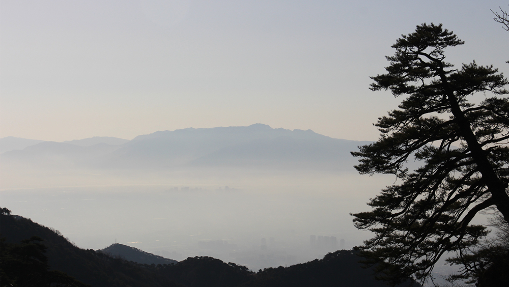 泰山顶上不老松-《大众摄影》俱乐部团体会员