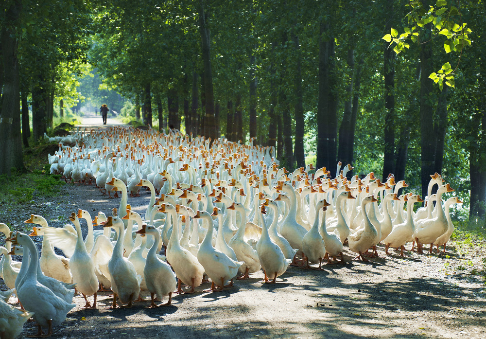 《淮水牧鹅》共20幅-包商银行杯全国第八届小