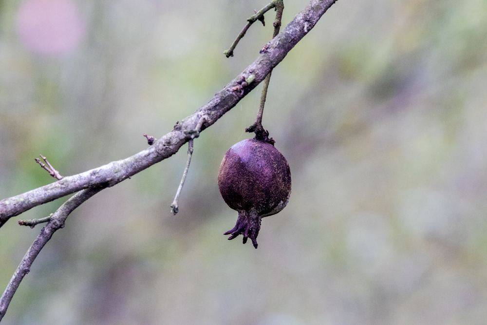 秋风中的石榴-一叶一世界邳州市第四届银杏