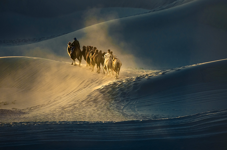 沙漠之舟-摄影小镇--金峰视界金峰杯乡土中