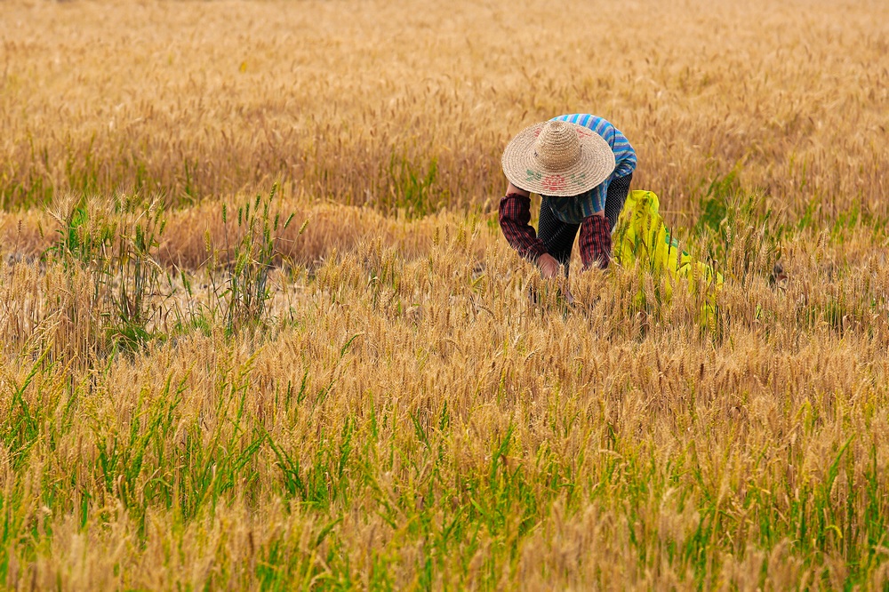 拾穗者-千年古镇 高新黄埭 砥砺奋进再创辉煌