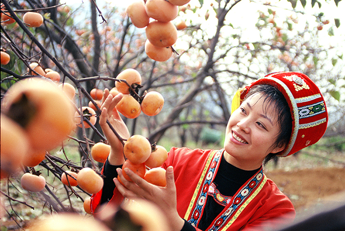 月柿丰收 2008,11,5于桂林恭城县 农行小额农贷