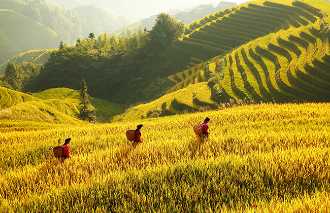 充满希望的小背篓。 摄于广西龙胜各族自治县 2016,9,22