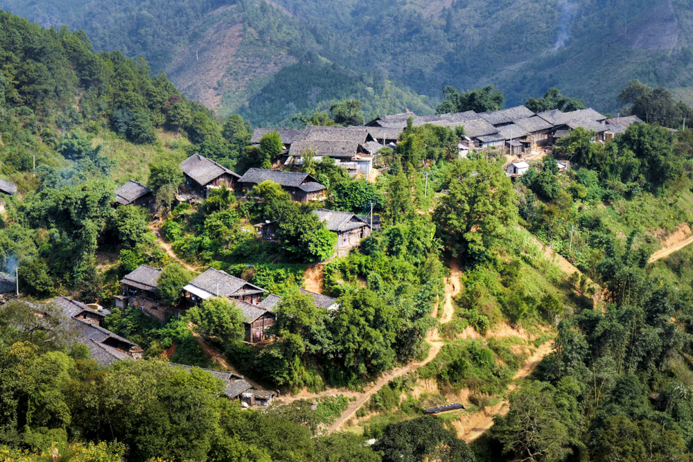 西林那岩古木赛