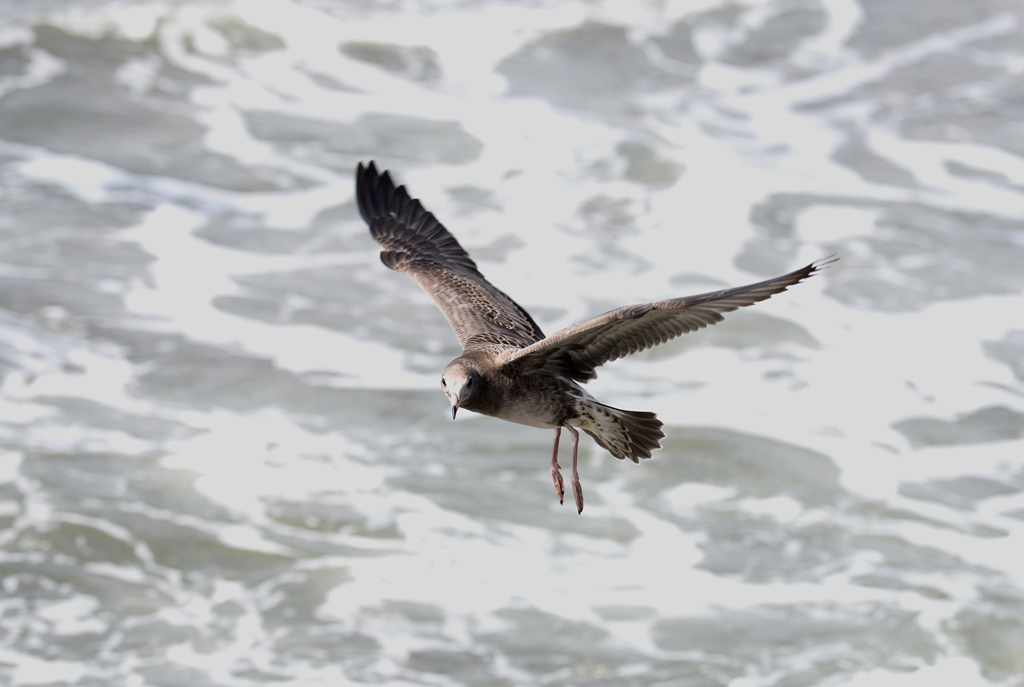迎风斗浪展翅飞