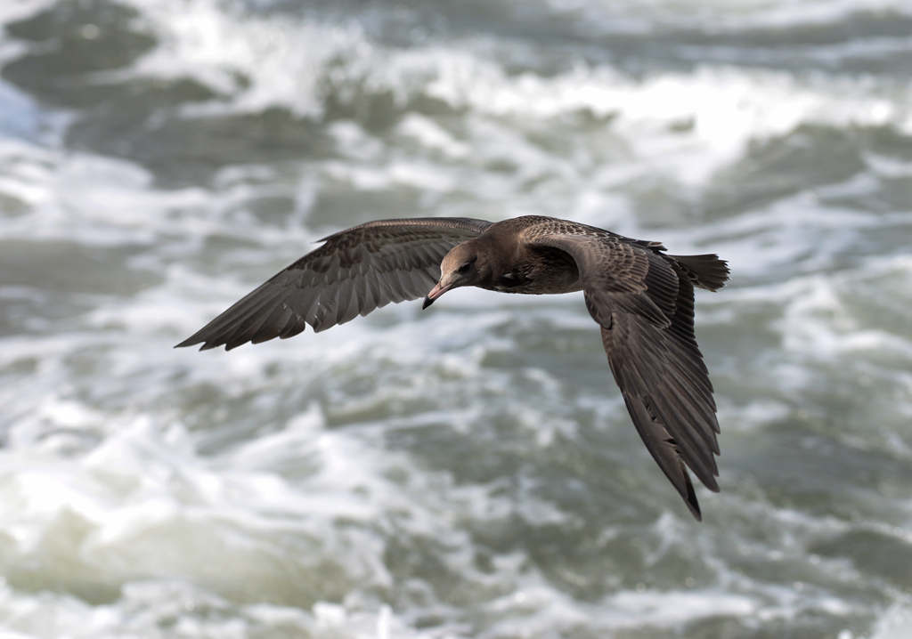 迎风斗浪展翅飞