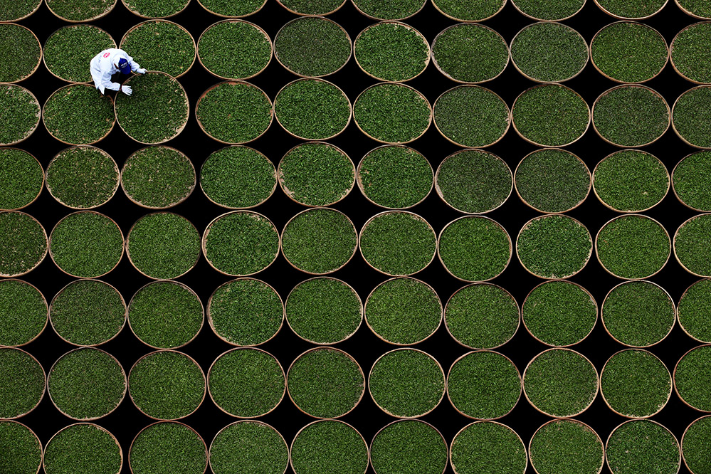 茶苗分检