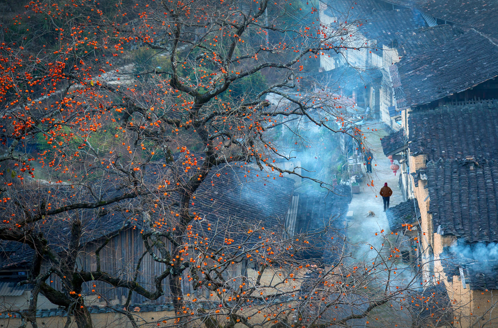 村口柿红云烟中