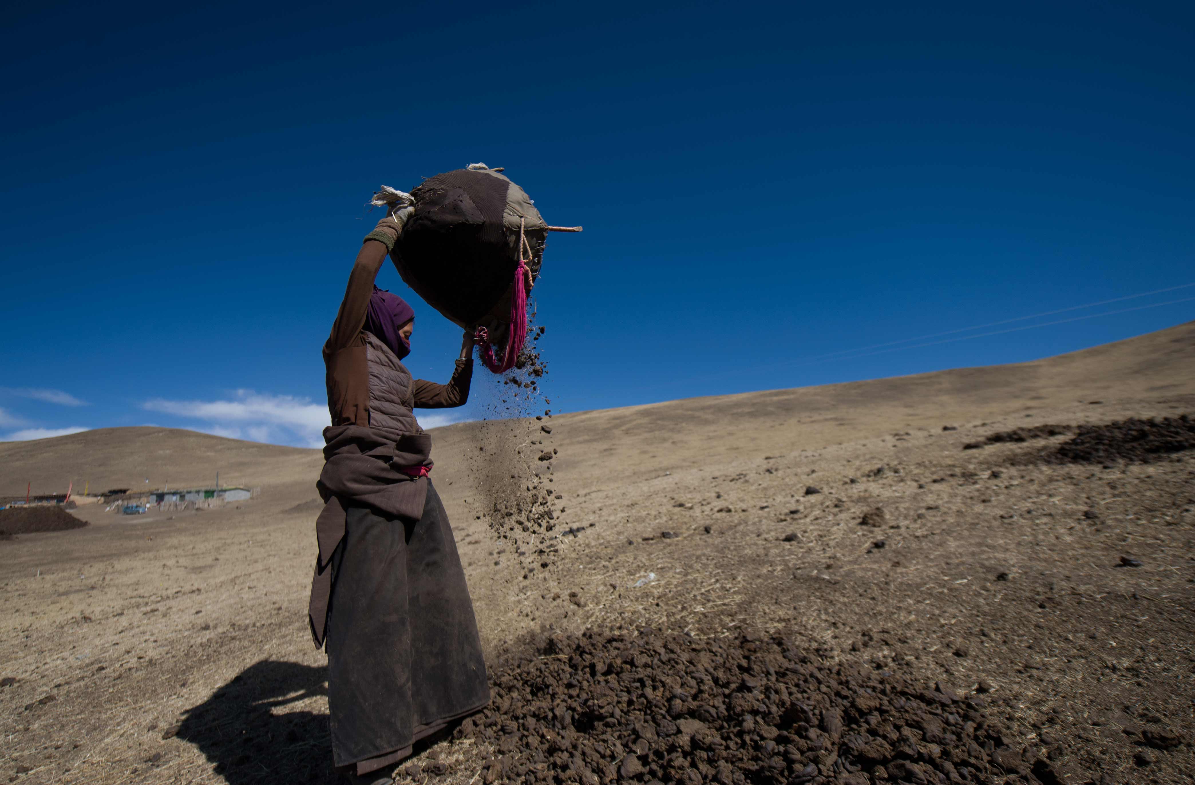 《晒牛粪》潇潇竹