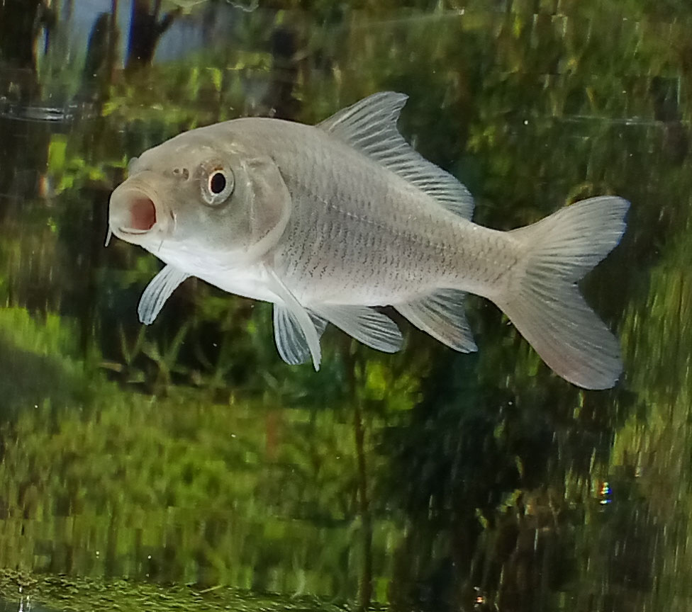 自由之鱼+20190331+云南大学