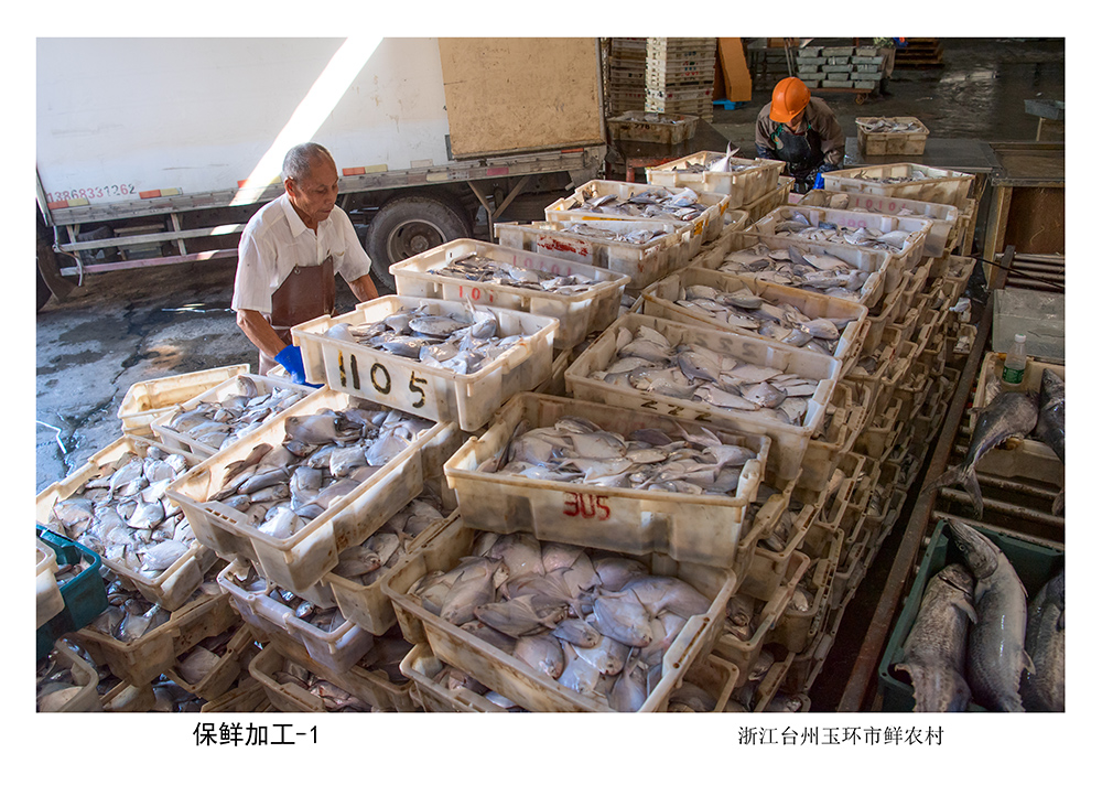 帮着村里的冷冻加工厂干活,刚刚上岸的新鲜海鲜及时在这里速冻保鲜